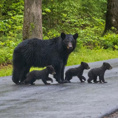 Smoky Bear Lodge With Guest House, Hot Tub, 1089 Free Tickets Each Paid Day, Dollywood And More Севьервилл Экстерьер фото